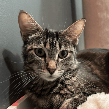 JENNA - Domestic Short Hair available for adoption