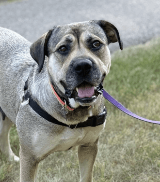 JESSE - Mastiff Mixed available for adoption