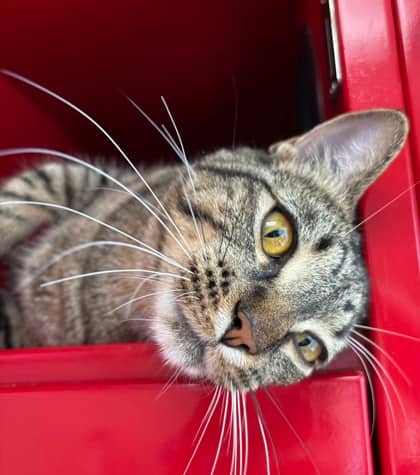 LEEROY - Domestic Short Hair cat available for adoption at AARCS in Calgary