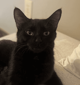 MABEL - Domestic Short Hair available for adoption