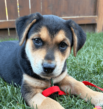 PENNY - German Shepherd Mixed available for adoption at AARCS in Calgary (1 of 6)