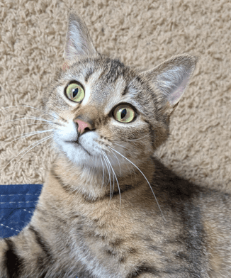 RACOON - Domestic Short Hair available for adoption