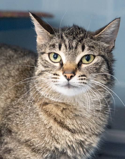 RANDY - Domestic Medium Hair available for adoption