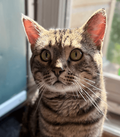 SHERIFF - Domestic Short Hair available for adoption