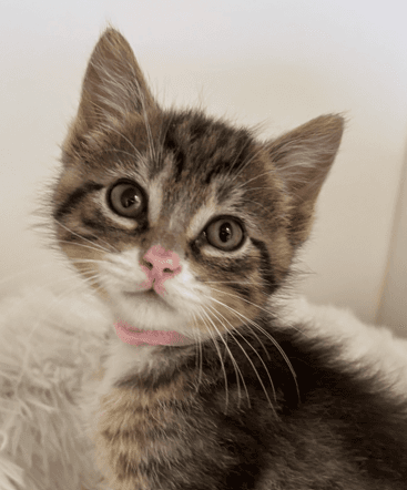 TURBO - Domestic Short Hair cat available for adoption at AARCS in Calgary (1 of 6)