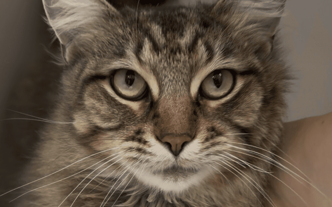 FELIX - Domestic Medium Hair available for adoption