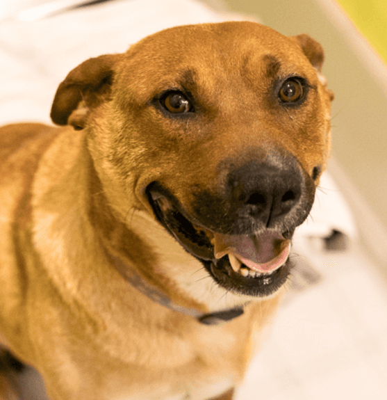 ADELINE - Mastiff Mixed available for adoption at AARCS in Calgary (1 of 6)