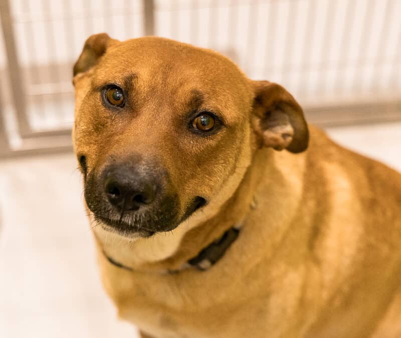 ADELINE - Mastiff Mixed available for adoption