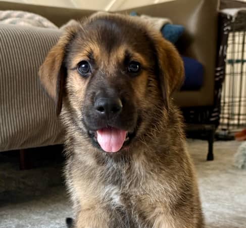 APRICOT - Rottweiler Mixed available for adoption