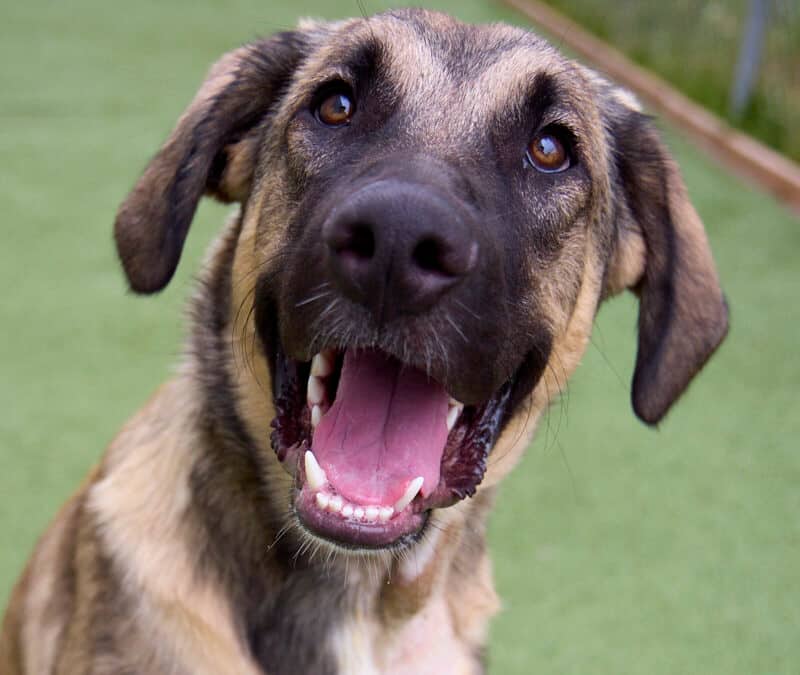 AUSTIN - German Shepherd mixed available for adoption at AARCS in Calgary