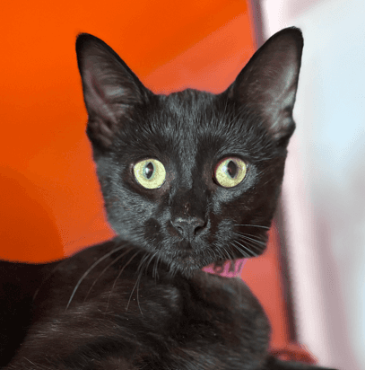 BARBIE - Domestic Short Hair cat available for adoption at AARCS in Calgary (1 of 4)
