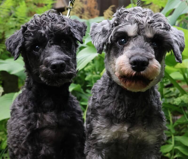 BELLA - Miniature Schnauzer Mixed available for adoption at AARCS in Calgary