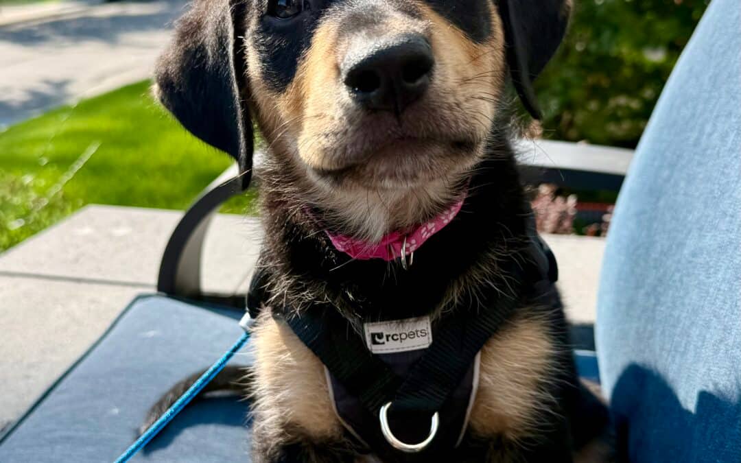 BERRY - Rottweiler Mixed available for adoption at AARCS in Calgary