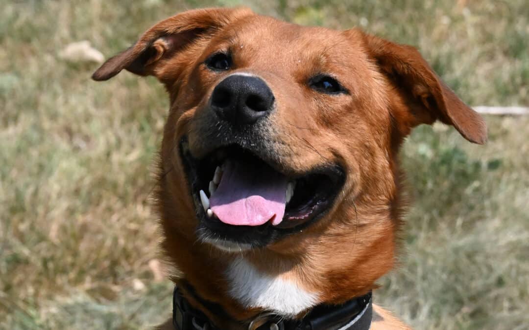BOOTS - Labrador Retriever mixed available for adoption at AARCS in Calgary
