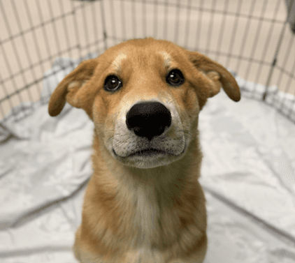 BRETON - Shepherd Mixed available for adoption at AARCS in Calgary (1 of 4)