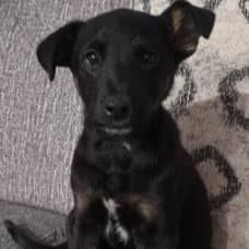 BRYCE - German Shepherd Mixed available for adoption