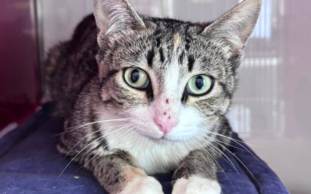 CACHE - Domestic Short Hair available for adoption