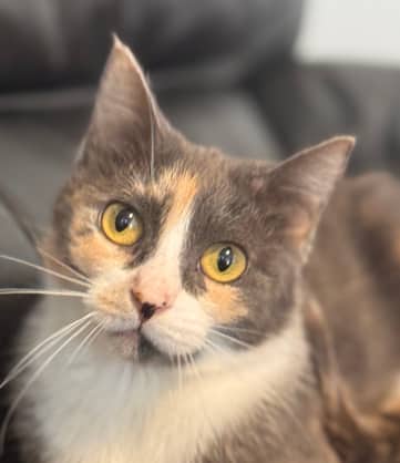 CALLIOPE - Domestic Short Hair cat available for adoption in Alberta