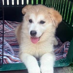 CANNOLI - Alaskan Husky Mixed available for adoption in Calgary