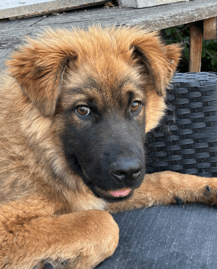 CAPTAIN - German Shepherd mixed available for adoption at AARCS in Calgary (1 of 5)