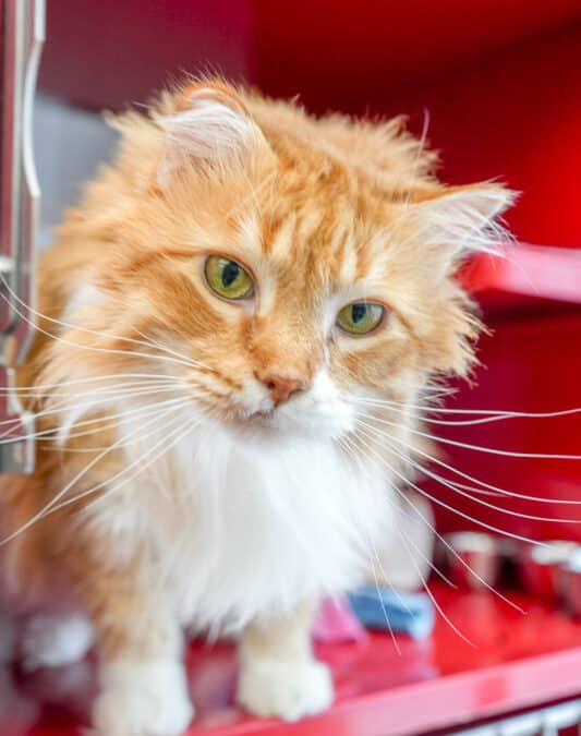 CARDS - Domestic Medium Hair cat available for adoption in Alberta