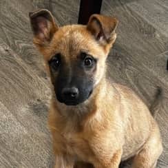 CARL - German Shepherd Mixed available for adoption