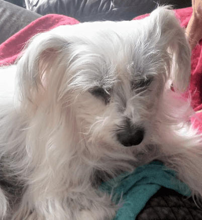 CECE - Chinese Crested Mixed available for adoption at AARCS in Calgary (1 of 6)