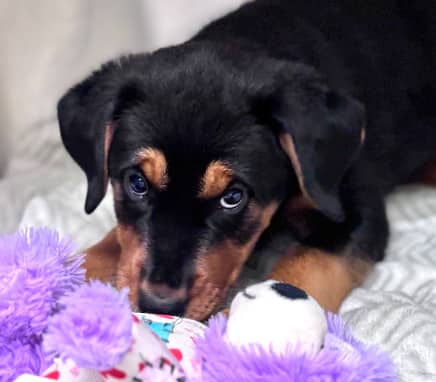 CELSIUS - Rottweiler Mixed available for adoption