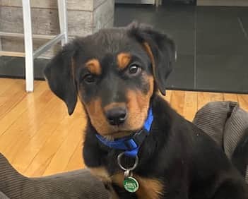 CELSIUS - Rottweiler Mixed available for adoption in Alberta