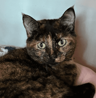 CHLOE - Domestic Short Hair cat available for adoption at AARCS in Calgary (1 of 3)