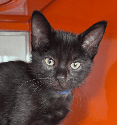 Cosmo - Domestic Short Hair cat available for adoption at AARCS in Calgary (1 of 4)