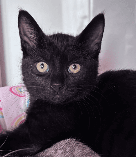 DAISY - Domestic Short Hair cat available for adoption at AARCS in Calgary (1 of 3)