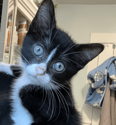 EDEN - Domestic Medium Hair cat available for adoption at AARCS in Calgary (1 of 6)