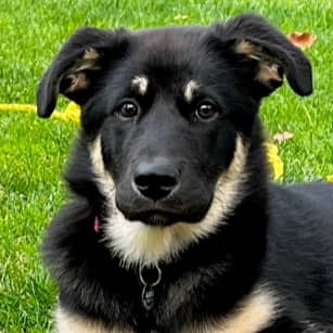 ELSA - German Shepherd mixed available for adoption