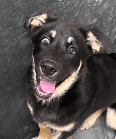 ELSA - German Shepherd mixed available for adoption at AARCS in Calgary (1 of 6)
