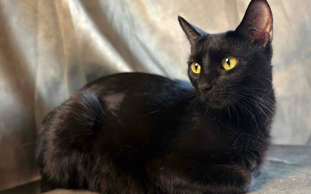 EMMY - Domestic Short Hair available for adoption