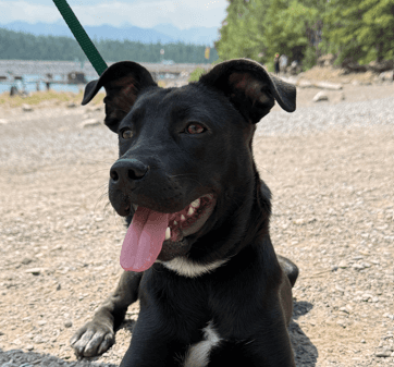 FARROW - Labrador Retriever mixed available for adoption at AARCS in Calgary (1 of 5)