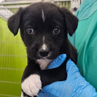 GONZO - Labrador Retriever mixed available for adoption at AARCS in Calgary
