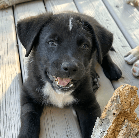 GRAF - Labrador Retriever mixed available for adoption at AARCS in Calgary (1 of 6)