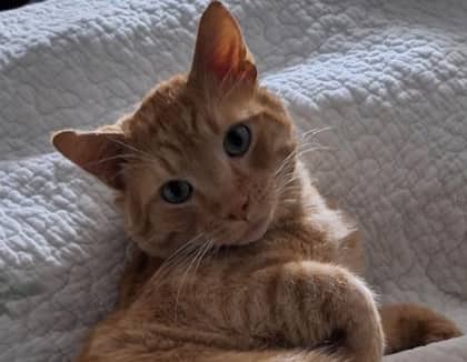 HAWTHORNE - Domestic Short Hair available for adoption