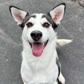 HAZEL - Siberian Husky Mixed available for adoption at AARCS in Calgary (1 of 6)