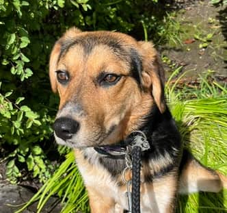 HOLLY - Australian Cattle Dog Mixed available for adoption at AARCS in Calgary (1 of 6)