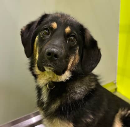 HOMER - German Shepherd mixed available for adoption at AARCS in Calgary (1 of 6)