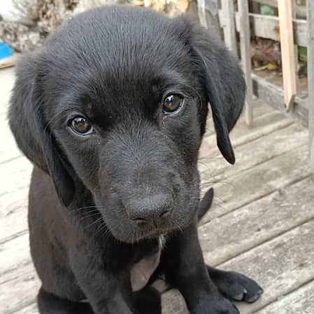HONEYDEW - Rottweiler Mixed available for adoption at AARCS in Calgary (1 of 4)