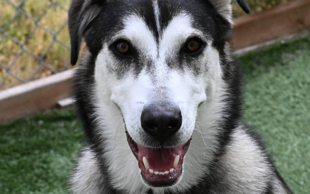 JACKSON - Siberian Husky Mixed available for adoption at AARCS in Calgary