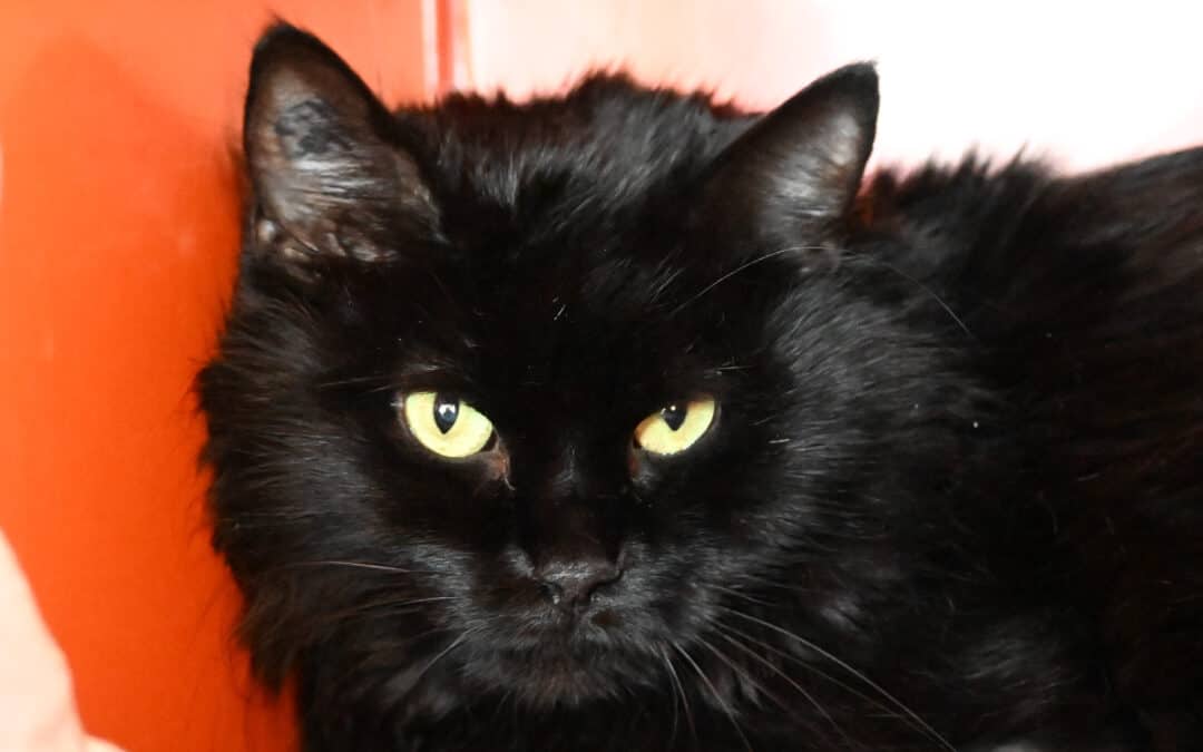 KESTEN - Domestic Medium Hair cat available for adoption in Alberta