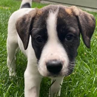 KIT KAT - Retriever, Labrador Mixed available for adoption at AARCS in Calgary
