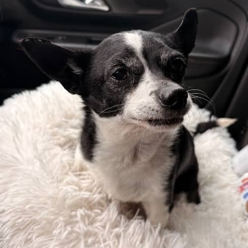 KIWI - Chihuahua Mixed available for adoption at AARCS in Calgary (1 of 4)
