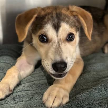 KUMA - Siberian Husky Mixed available for adoption