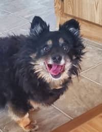 LADY - Pomeranian Mixed available for adoption at AARCS in Calgary (1 of 5)